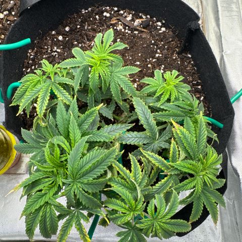 Super Boof growlog timeline photo
