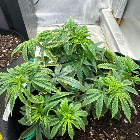 Super Boof growlog timeline photo