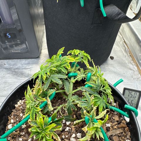 Superboof 2 growlog timeline photo