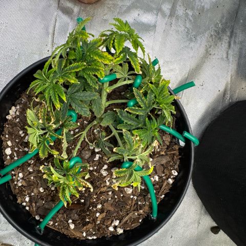 Superboof 2 growlog timeline photo