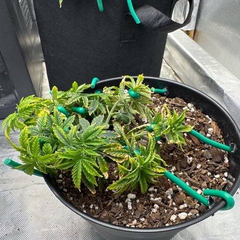 Superboof 2 growlog timeline photo