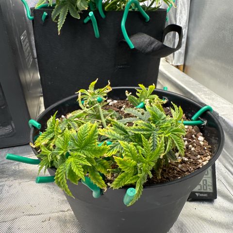 Superboof 2 growlog timeline photo