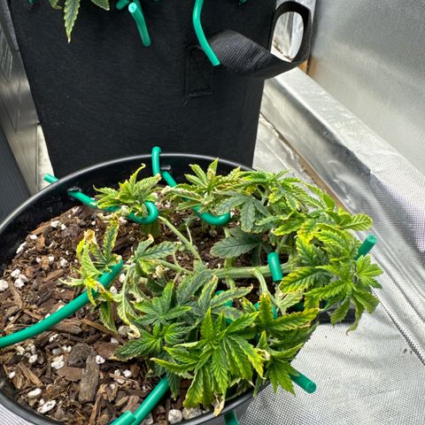Superboof 2 growlog timeline photo