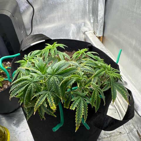 Super Boof growlog timeline photo