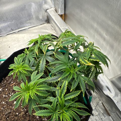 Super Boof growlog timeline photo