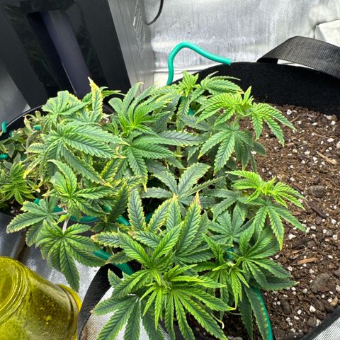 Super Boof growlog timeline photo