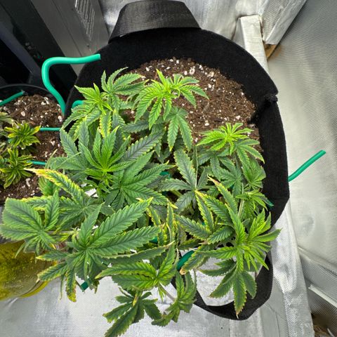 Super Boof growlog timeline photo