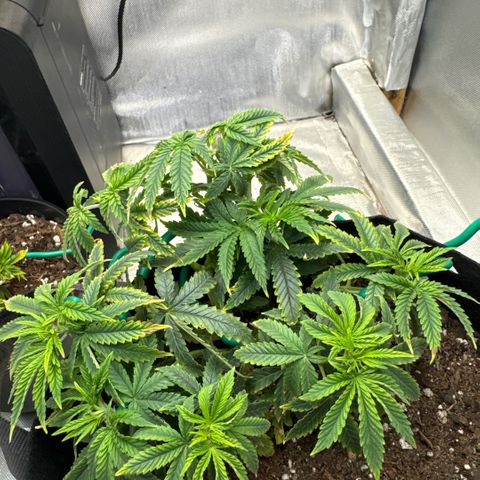 Super Boof growlog timeline photo