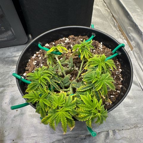 Superboof 2 growlog timeline photo