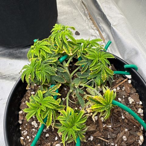 Superboof 2 growlog timeline photo