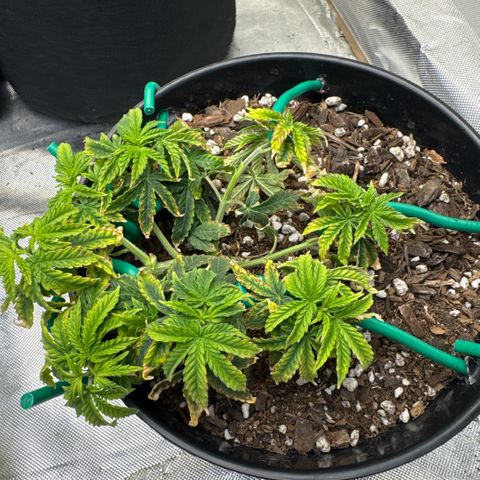 Superboof 2 growlog timeline photo