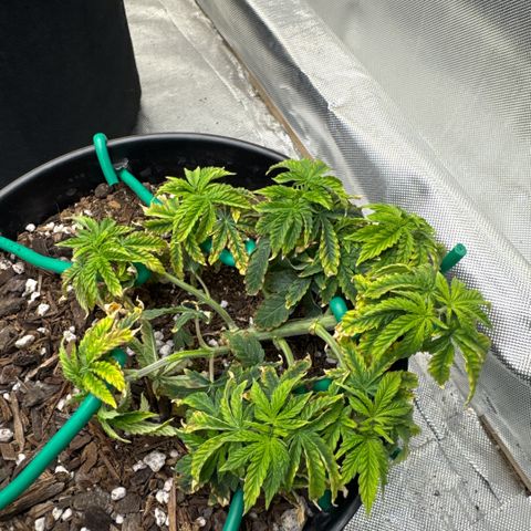 Superboof 2 growlog timeline photo