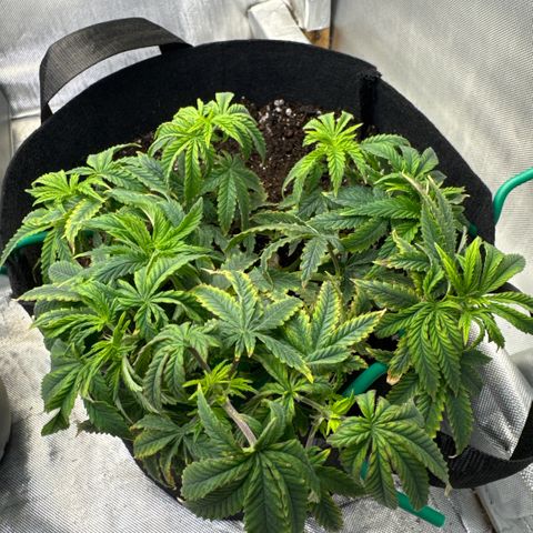 Super Boof growlog timeline photo