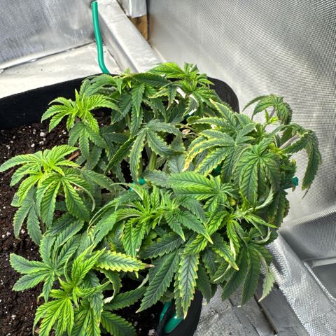 Super Boof growlog timeline photo
