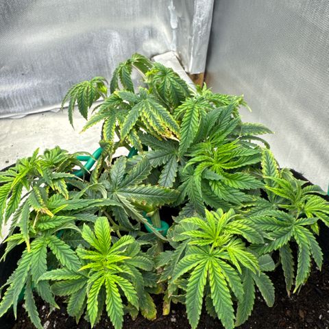 Super Boof growlog timeline photo