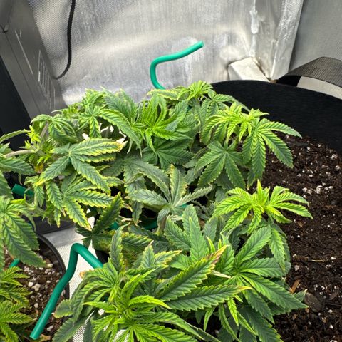 Super Boof growlog timeline photo