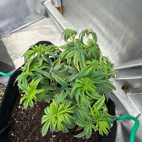 Super Boof growlog timeline photo