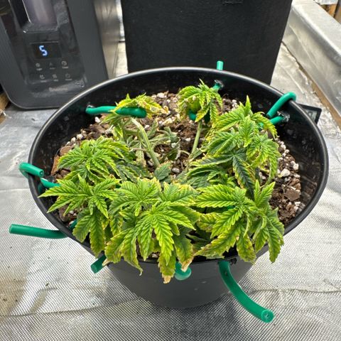 Superboof 2 growlog timeline photo