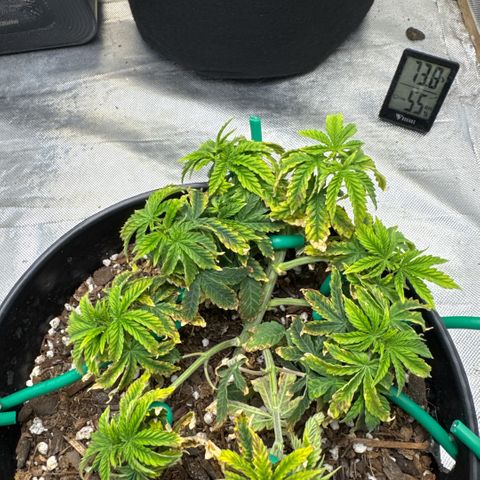 Superboof 2 growlog timeline photo