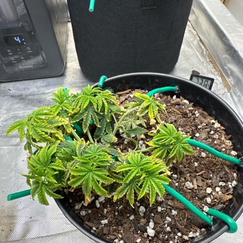 Superboof 2 growlog timeline photo