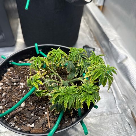 Superboof 2 growlog timeline photo