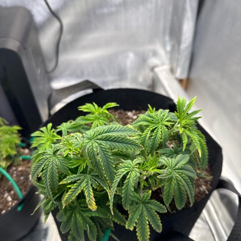 Super Boof growlog timeline photo