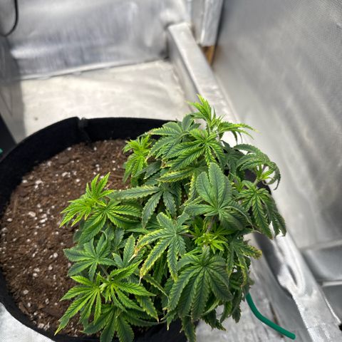 Super Boof growlog timeline photo