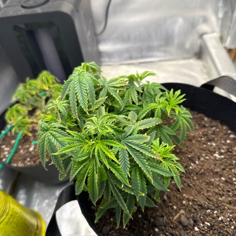 Super Boof growlog timeline photo
