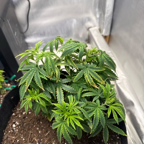 Super Boof growlog timeline photo