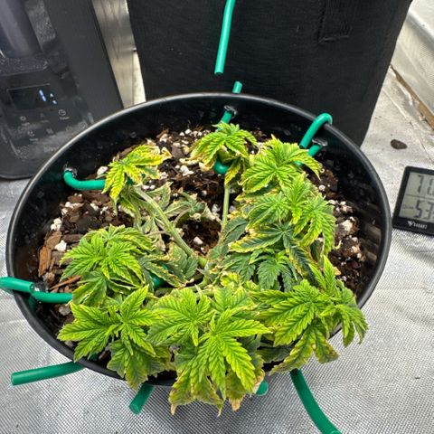 Superboof 2 growlog timeline photo