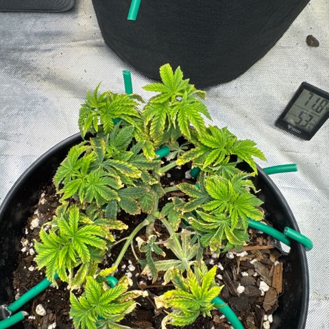 Superboof 2 growlog timeline photo