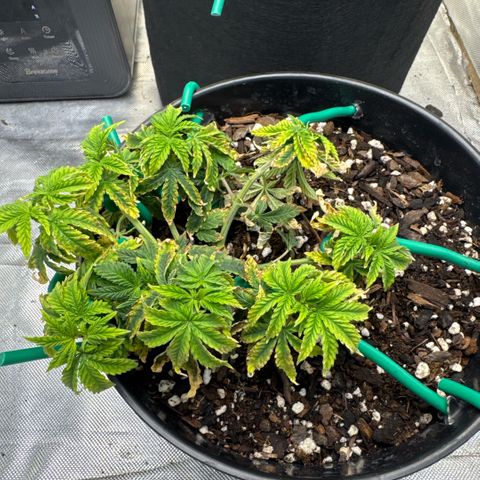 Superboof 2 growlog timeline photo
