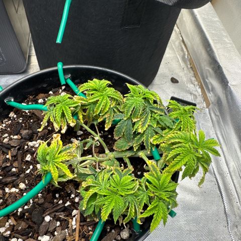Superboof 2 growlog timeline photo