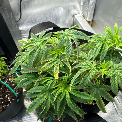 Super Boof growlog timeline photo