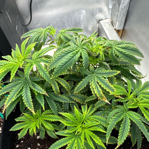 Super Boof growlog timeline photo