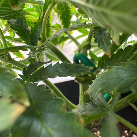 Super Boof growlog timeline photo