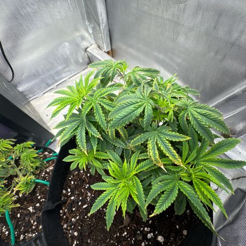 Super Boof growlog timeline photo