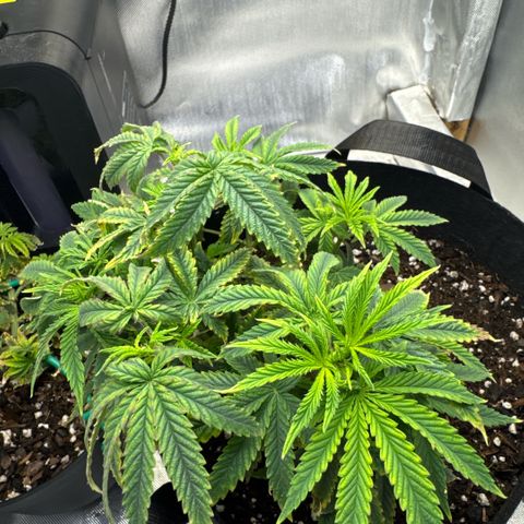 Super Boof growlog timeline photo