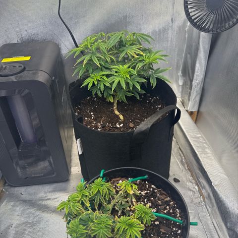 Super Boof growlog timeline photo
