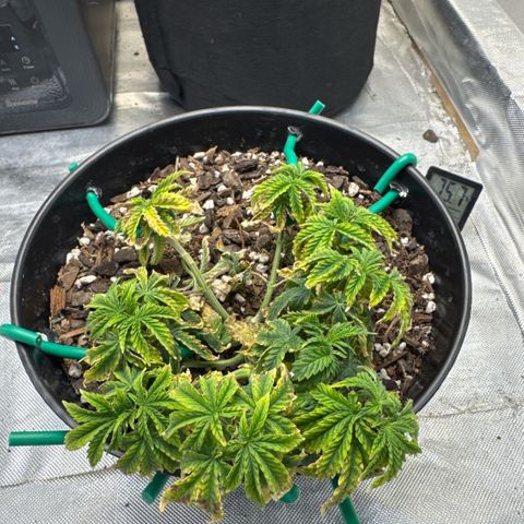 Superboof 2 growlog timeline photo