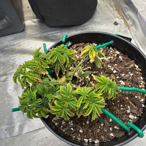 Superboof 2 growlog timeline photo