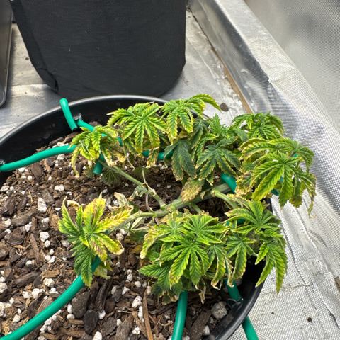 Superboof 2 growlog timeline photo