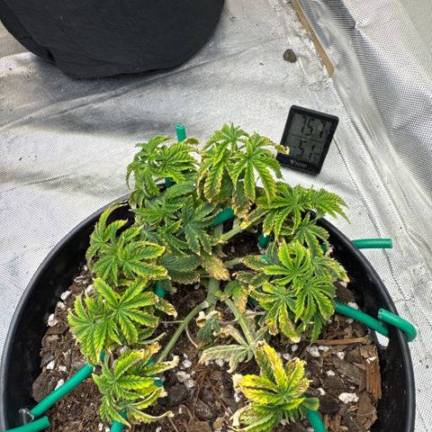 Superboof 2 growlog timeline photo
