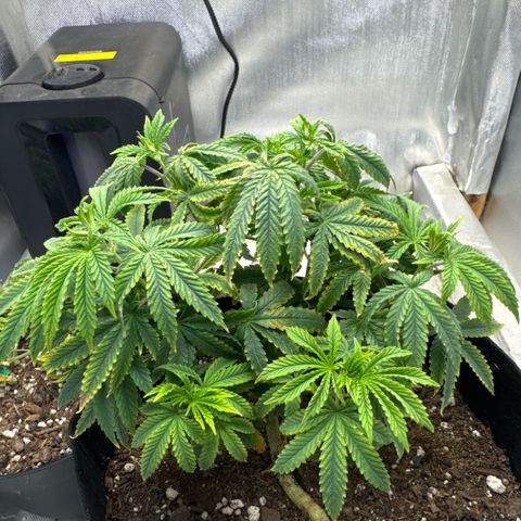 Super Boof growlog timeline photo