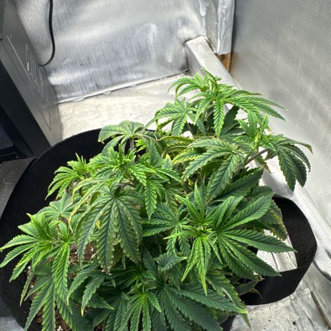 Super Boof growlog timeline photo