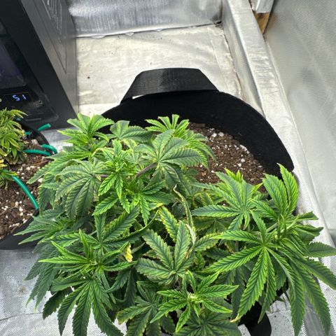 Super Boof growlog timeline photo