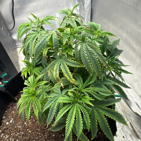 Super Boof growlog timeline photo