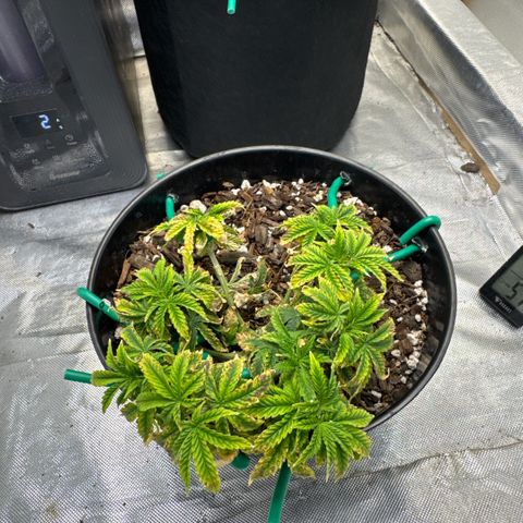 Superboof 2 growlog timeline photo