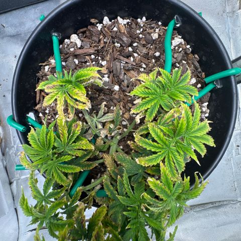 Superboof 2 growlog timeline photo
