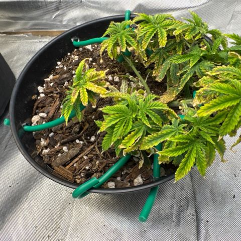 Superboof 2 growlog timeline photo